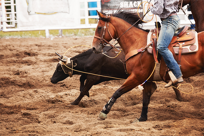 Rodeo
