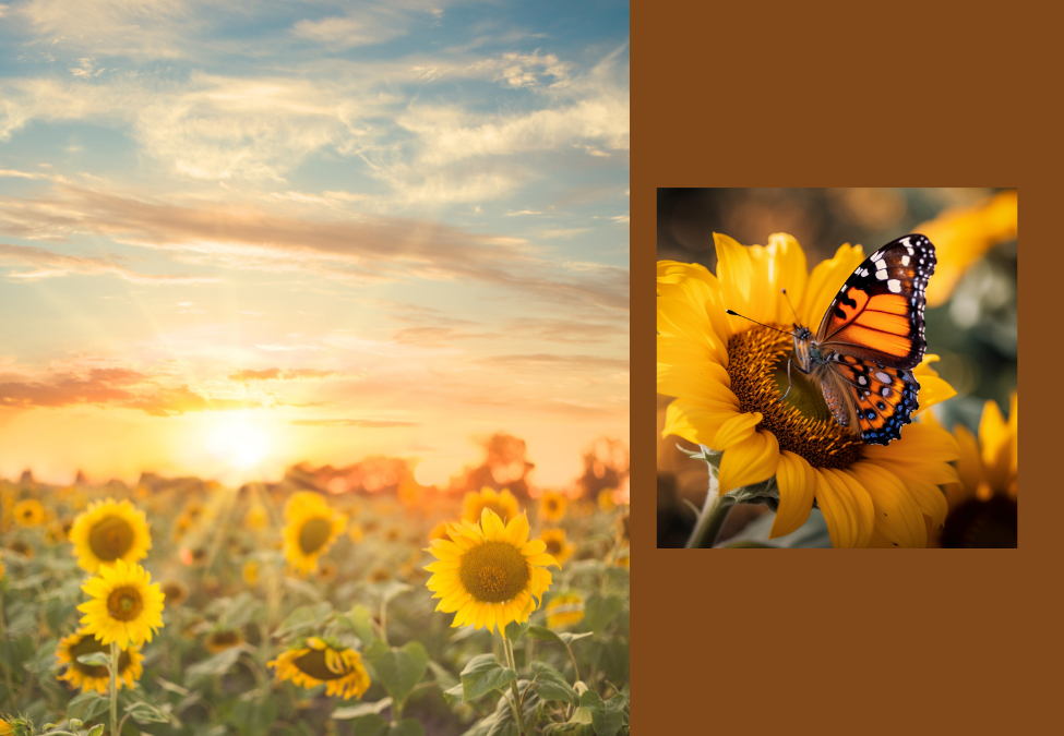Mesa County Fair 2026 - Sunshine & Sunflowers