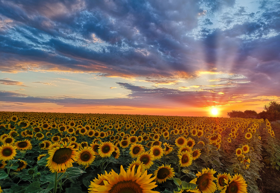 A Sunflower field at Golden Hour